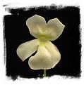 Pinguicula cv. BCP Golden Eye / 1+ plant